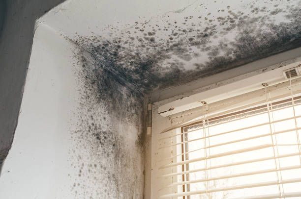 Affordable Basement Mold Remediation solutions in Grass Lake, MI